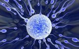Где происходит оплодотворение яйцеклетки у женщины, что такое зачатие?